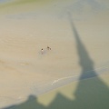 1707_0505.jpg