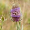 1707_1079.jpg