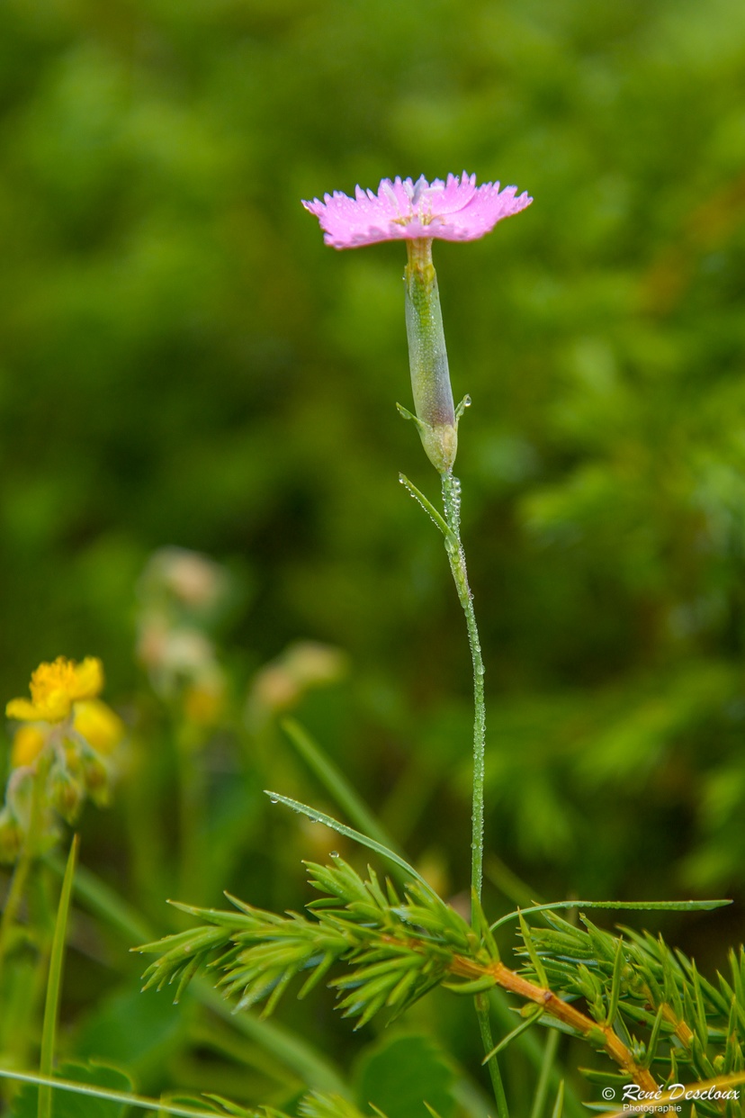 La nature