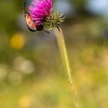 1907_4109-2.jpg