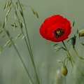 2106_9868.jpg