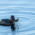 2209_6705.jpg