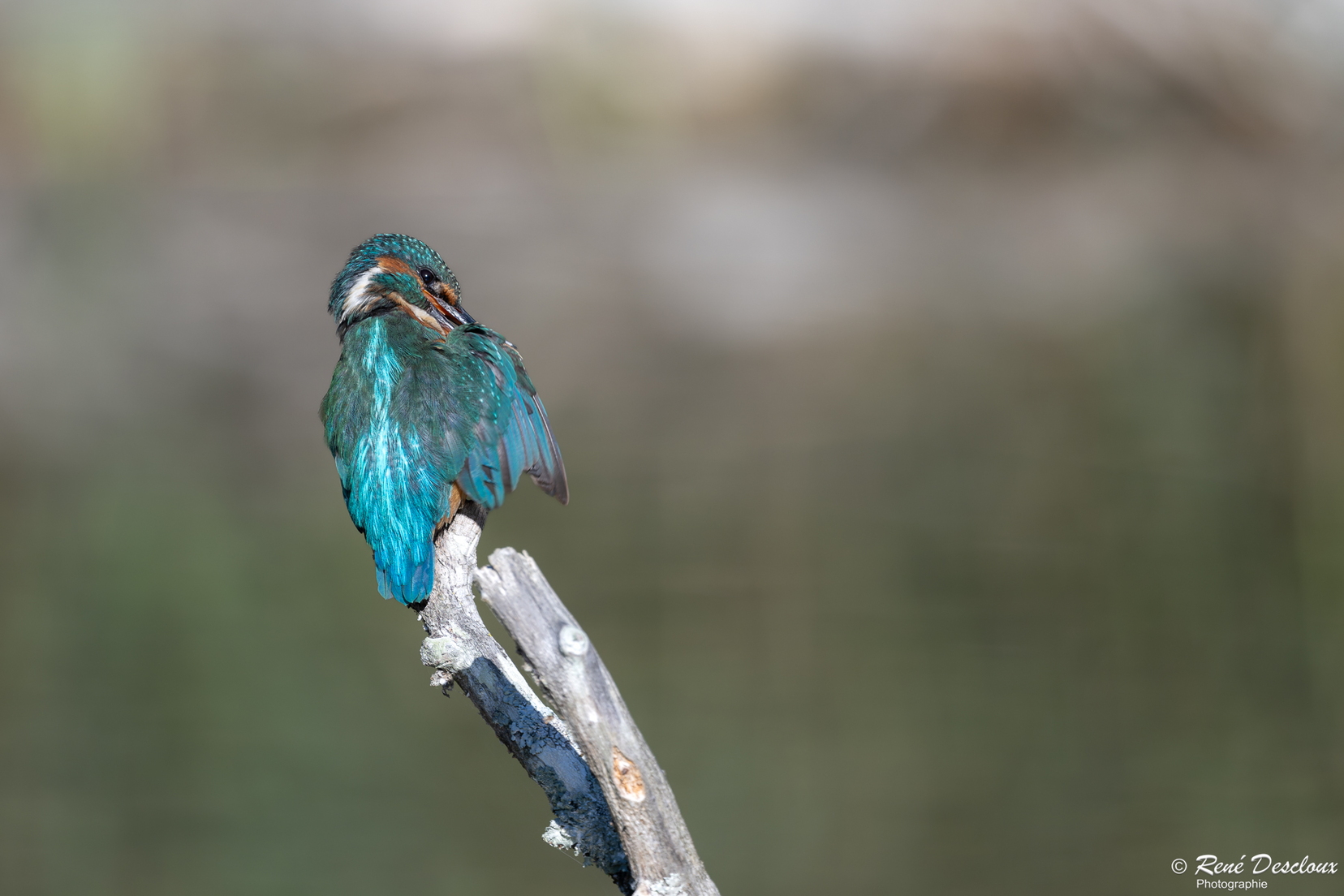 2609 0261