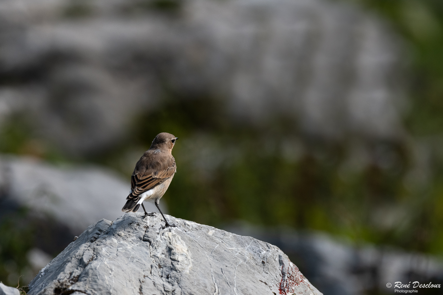 Oiseaux divers