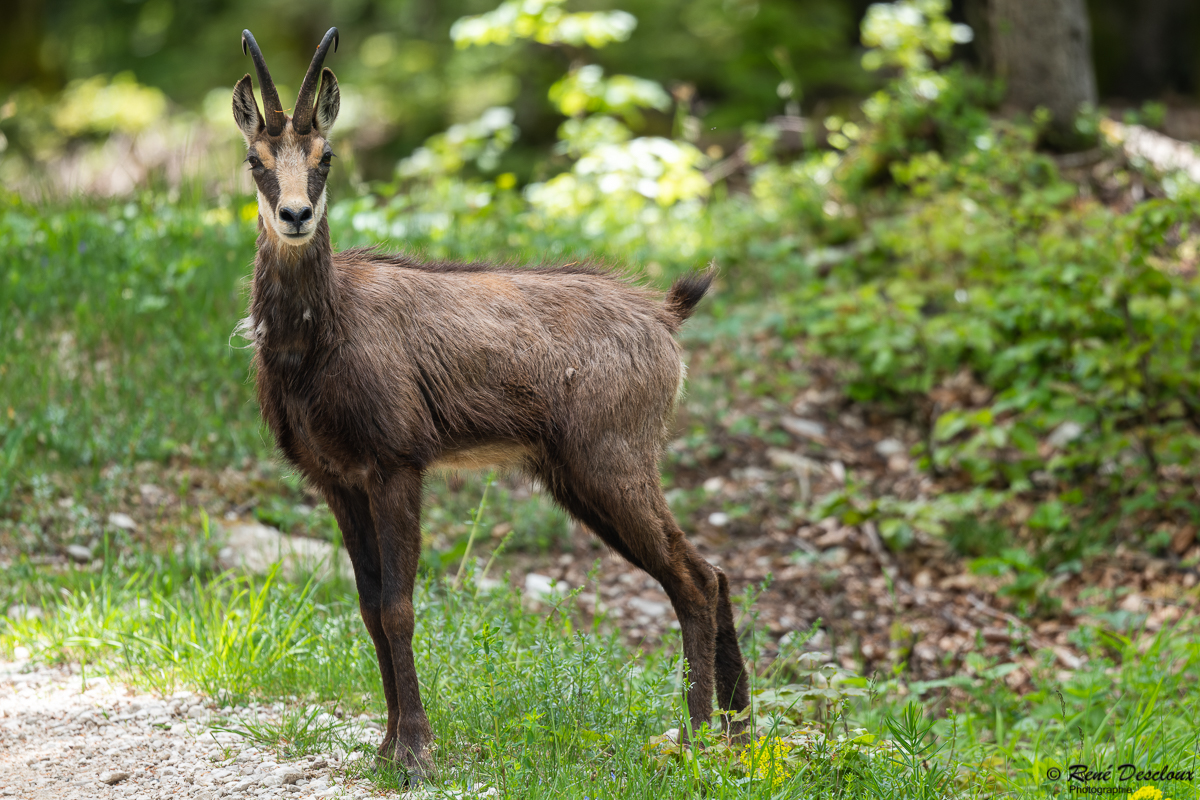 Chamois